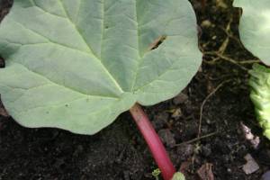Rhubarb