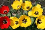Red and yellow&nbsp;tulips