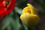 Yellow tulip bud