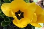 Blossoming yellow tulip