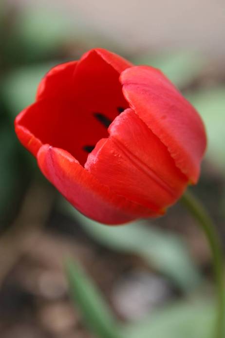 Red tulip
