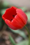 Red tulip