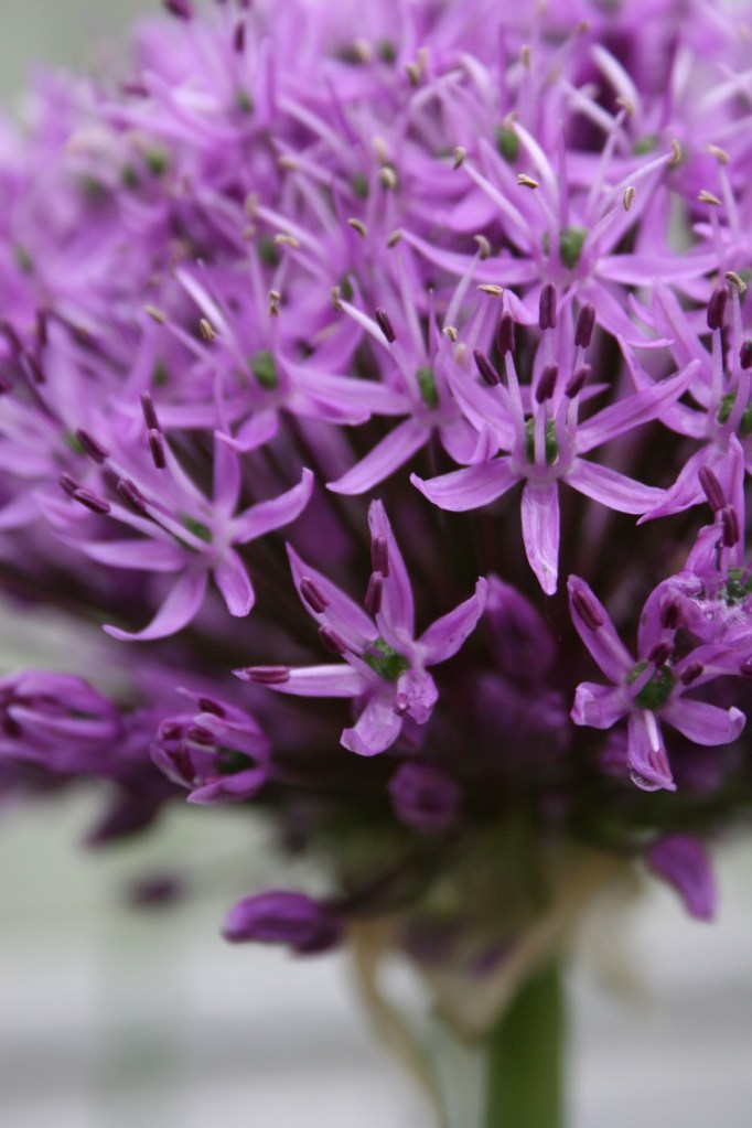 Allium 1