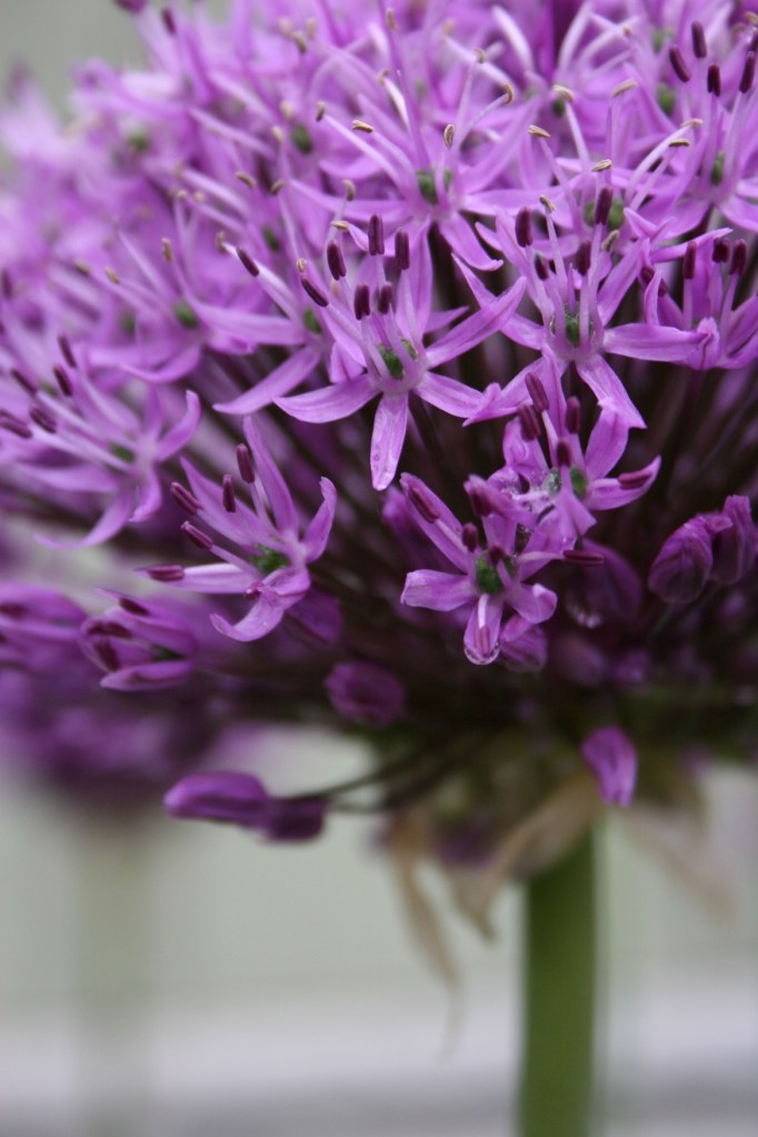 Allium 2