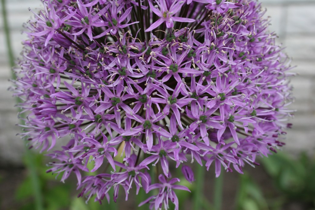 Allium 3