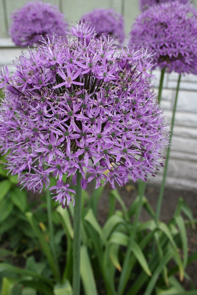 Allium 4