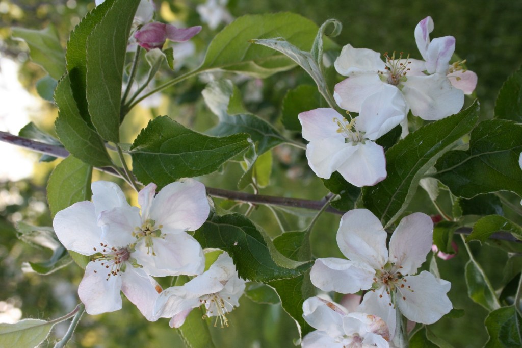 Apple blossoms