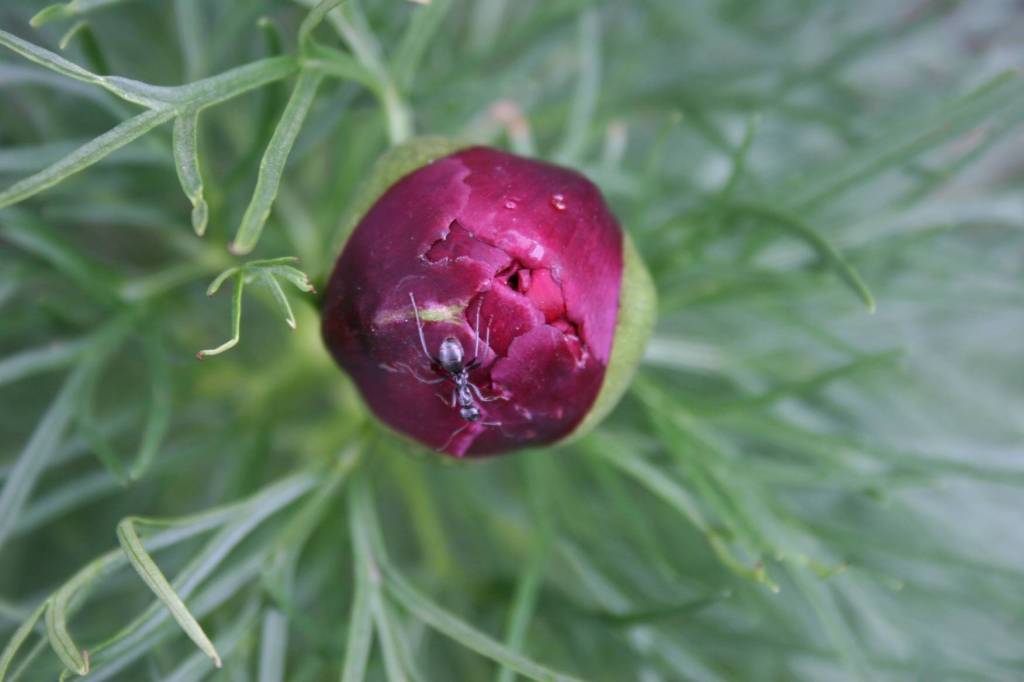 Fern peony bud