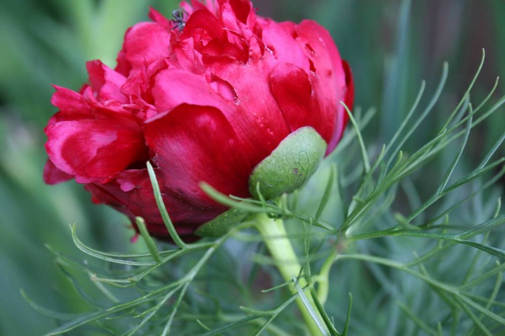 Fern peony in bloom