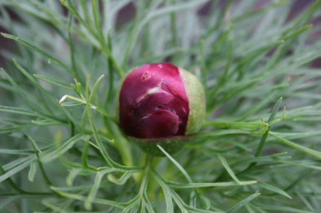 Fern peony bud