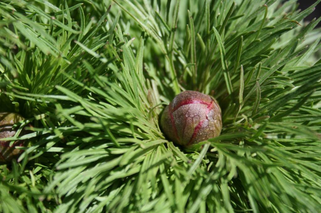 Fern peony bud