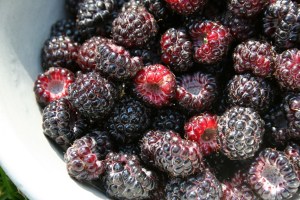 Bowl of black raspberries