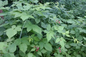 Black raspberry bushes