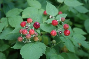 Black raspberries