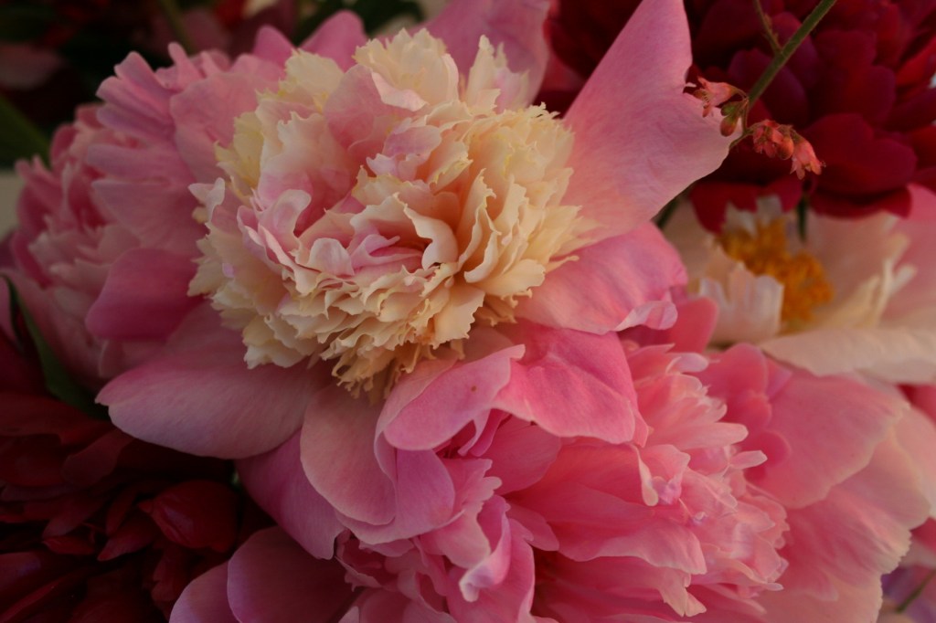 Virgil and Jane's peonies
