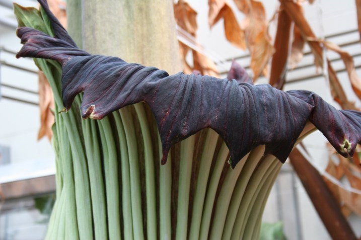A close-up of Perry's unfolding spathe, an outer purple vase-like sheath.