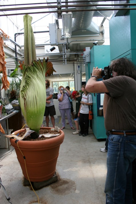 Visitors came with cameras in hand to photograph the rare blooming of Perry, which lasted until Sunday.
