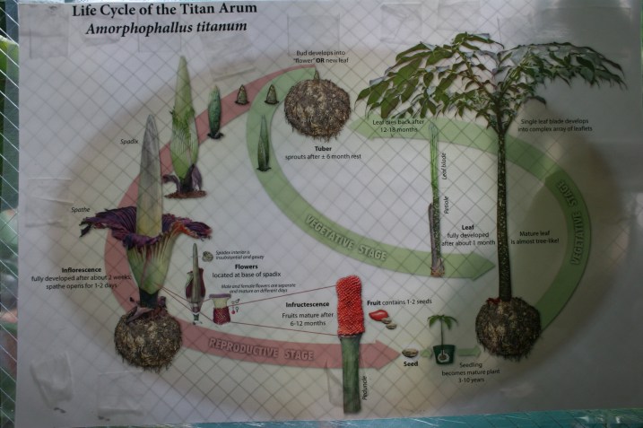 A diagram explained the life cycle of "the corpse plant."