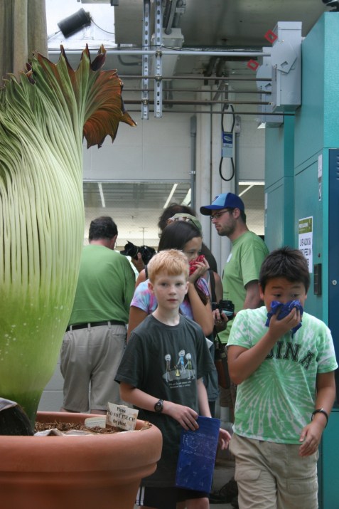 One of the Yang boys wards off the offending odor with a perfumed bandanna.