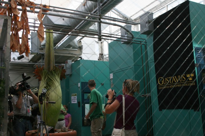 A shot through the window into the viewing area of the titan arum.