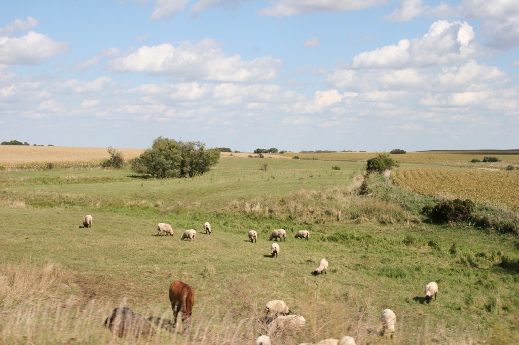 Sheep and horse in a pasture