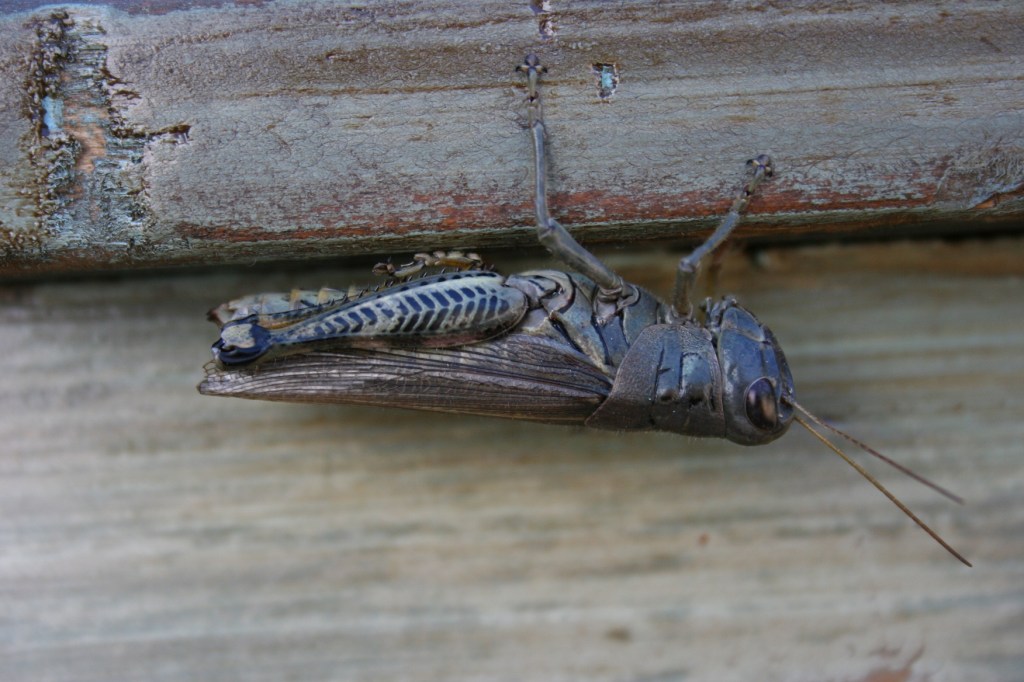 Grasshopper