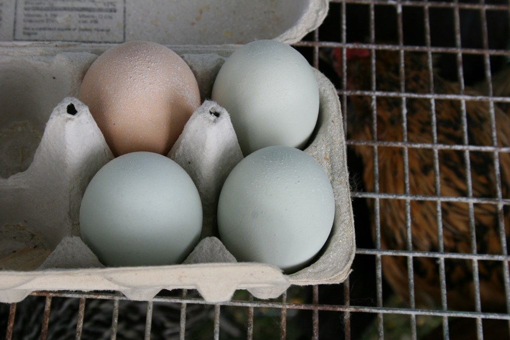 Farm fresh eggs