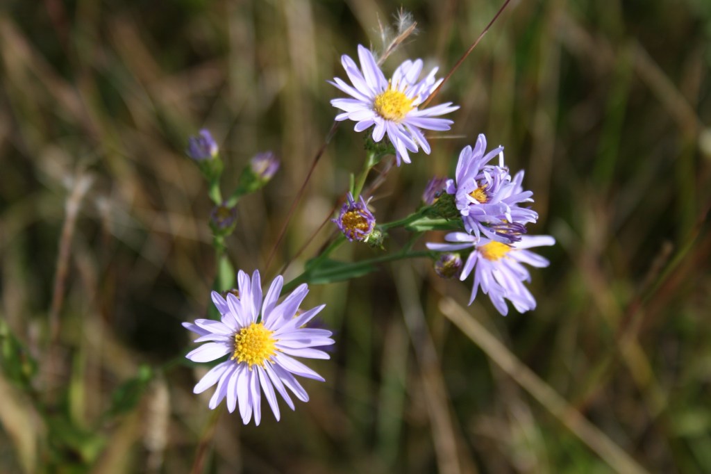 Prairie flowers