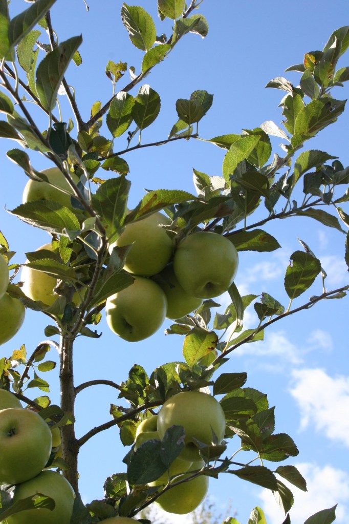 Apples in the orchard
