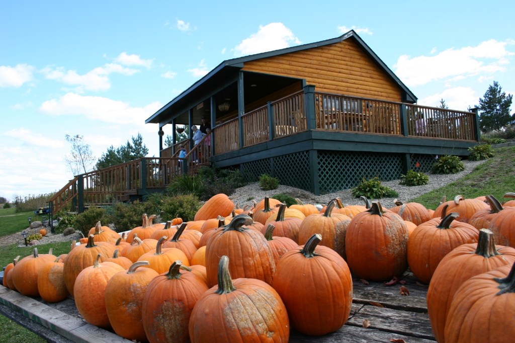 Pumpkins at the Montgomery Orchard