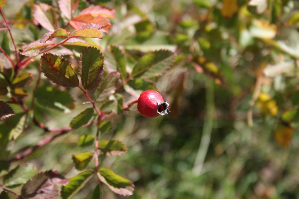 Wild rose berries on the Kasota Prairie