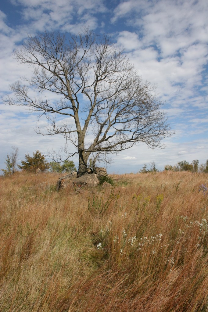 Lone tree at the Kasota Prairie