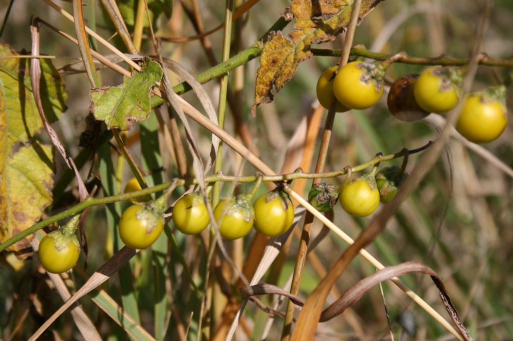 Berries at the Kasota Prairie