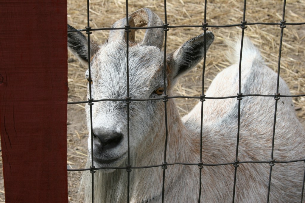 Goat at the Kasota Zoo