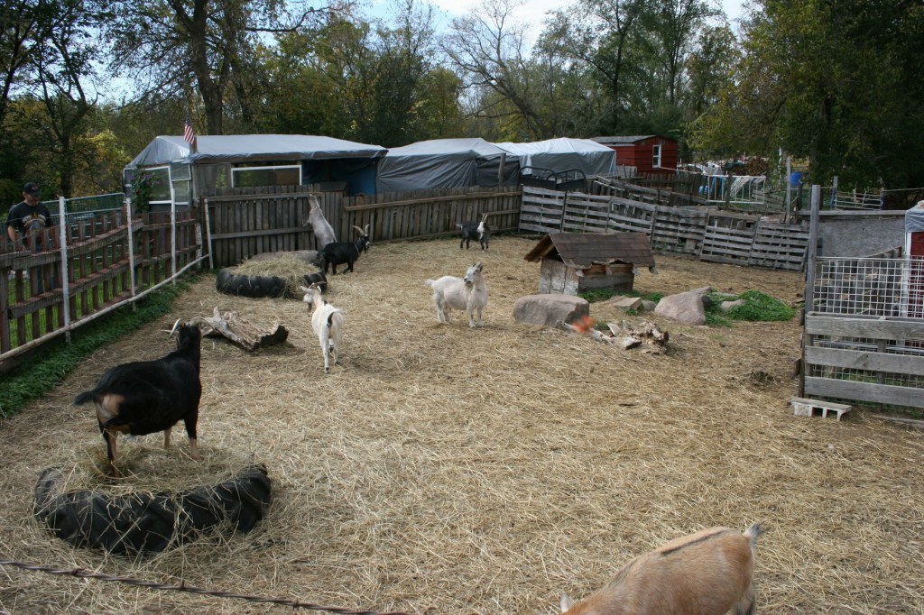 Goats at the Kasota Zoo