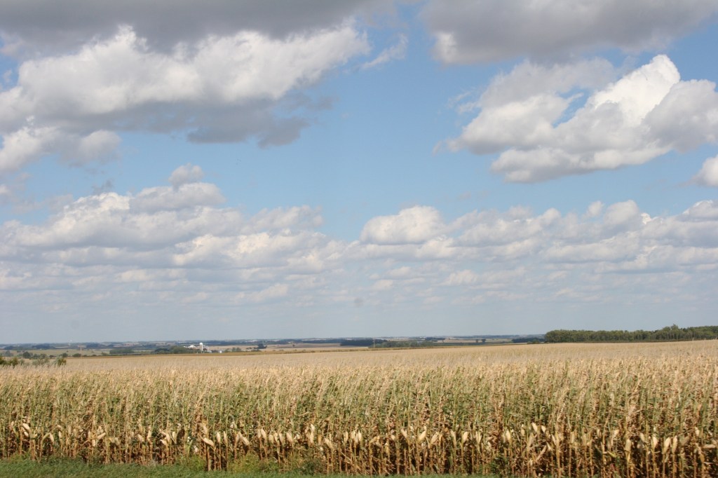 Southwestern Minnesota cornfield