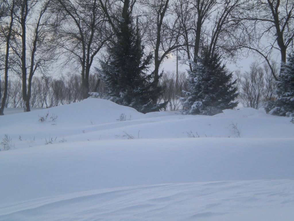 Snow surrounds the grove