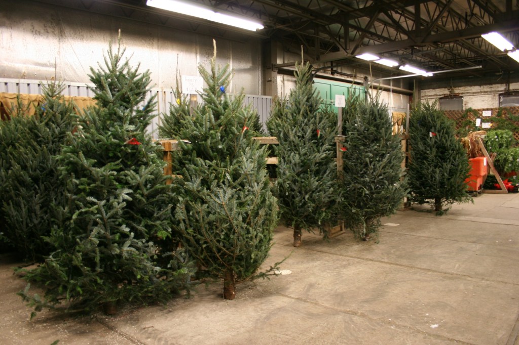 Premium Christmas trees