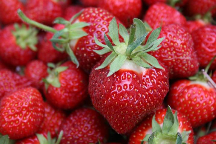A shipped-in, store-bought strawberry can never match the taste of a fresh Minnesota berry, like those pictured here in this file photo of Straight River Farm berries.