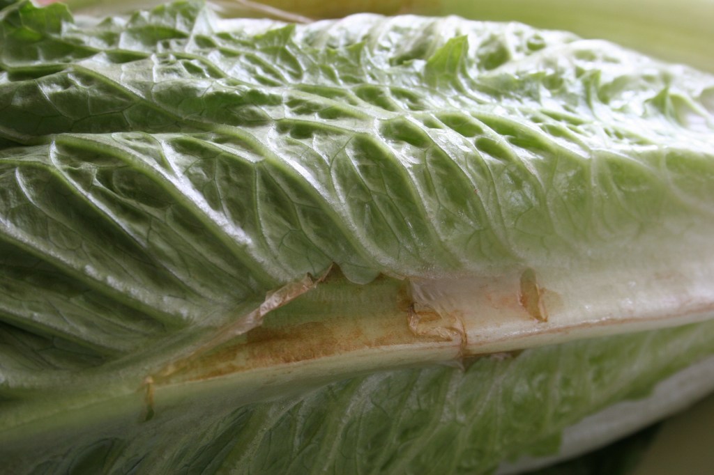 Romaine lettuce