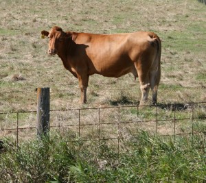 Copy of Cow in pasture