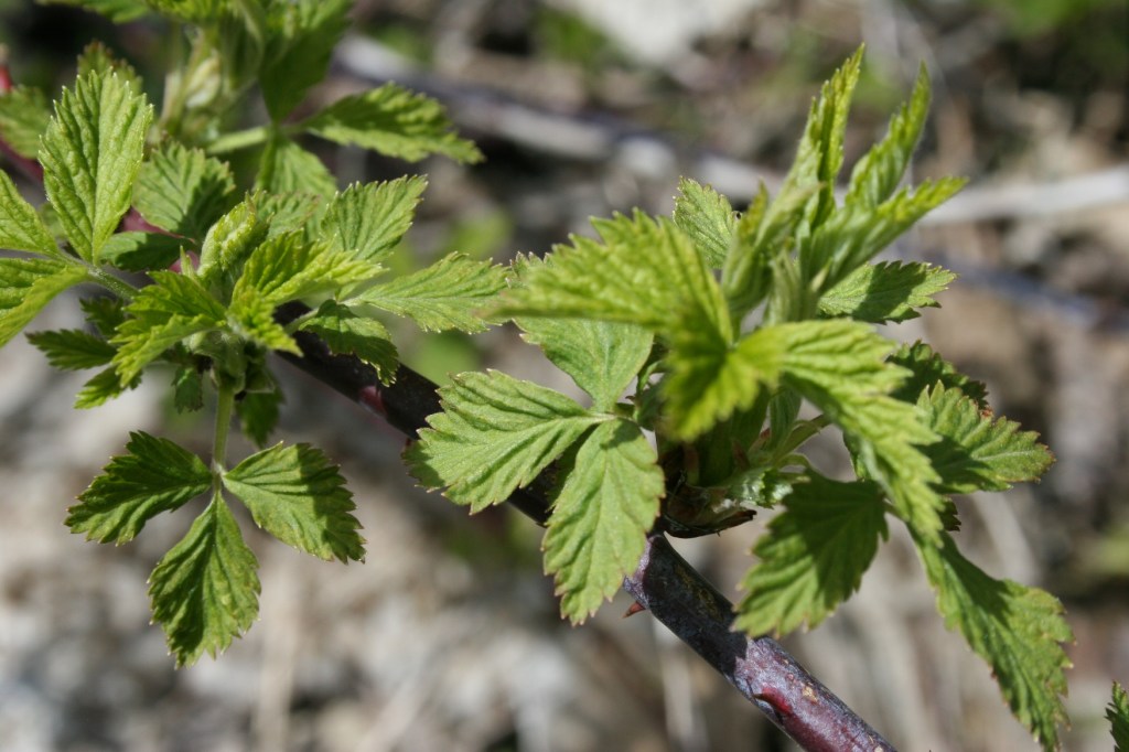 Copy of spring2011 029