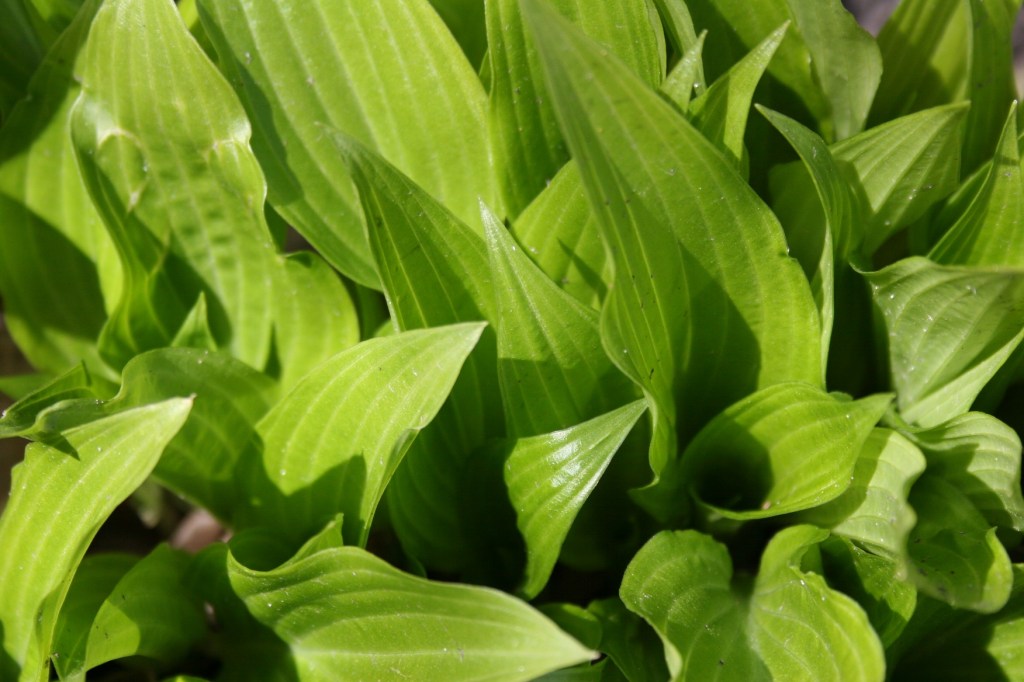 Hostas