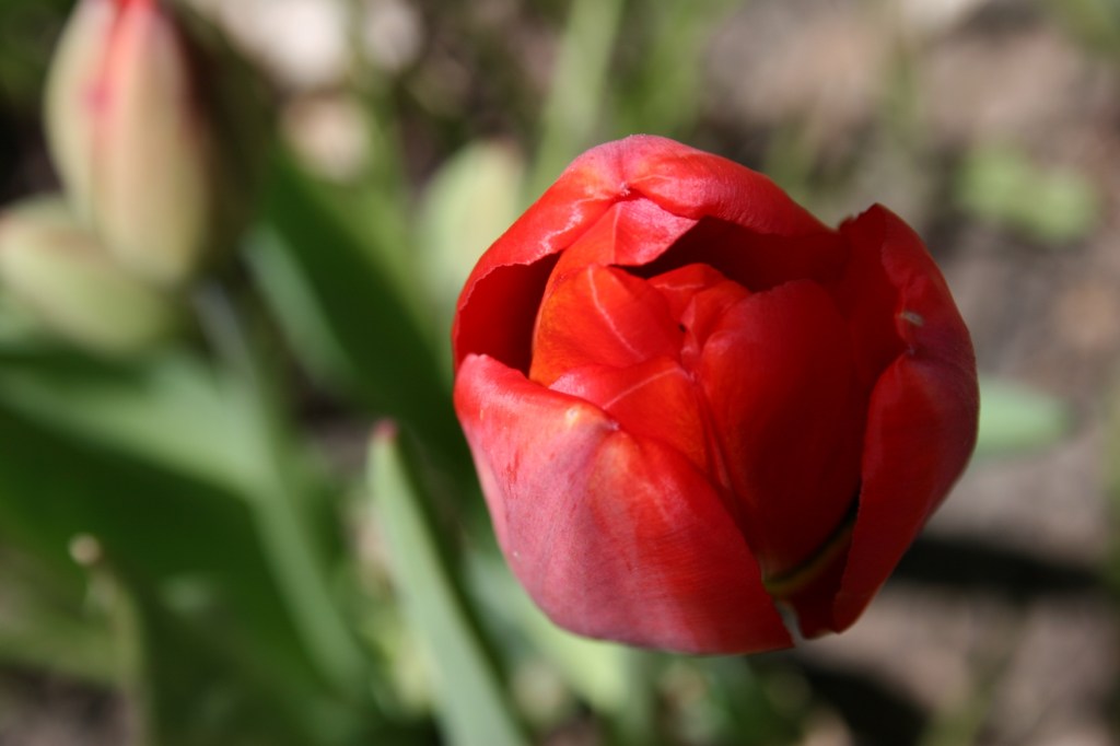 Red tulip