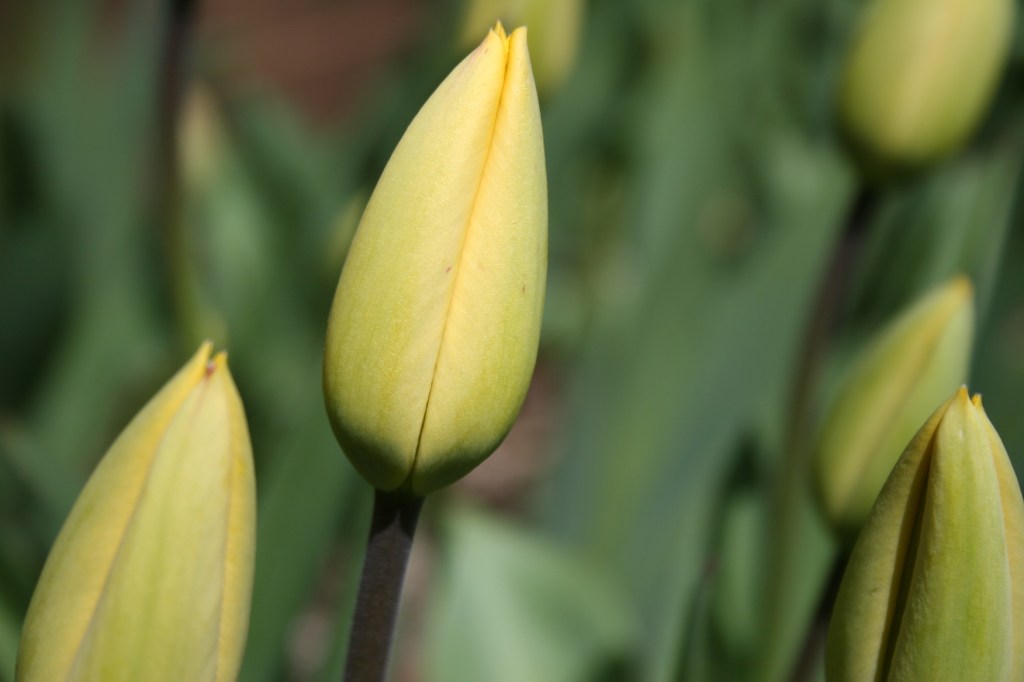 Tulip buds