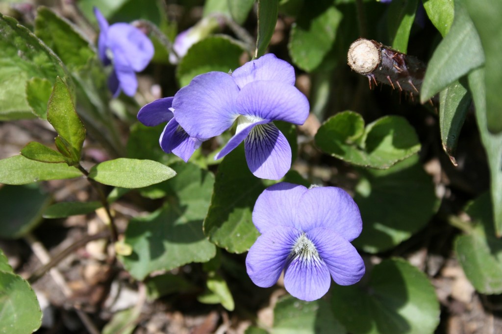 Violets