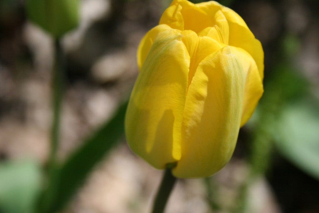 Yellow tulip