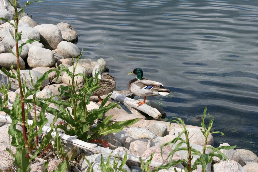 Ducks on Lake Agnes 1