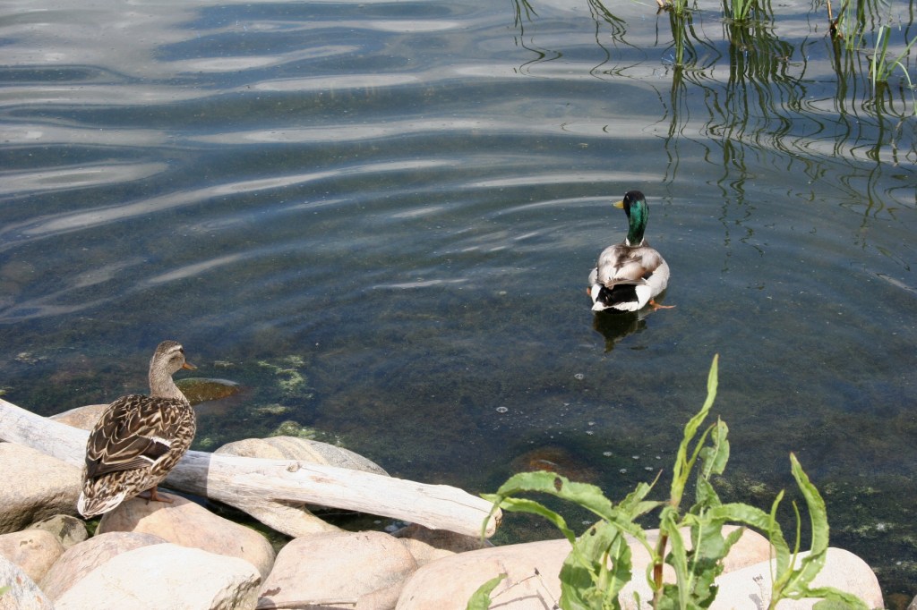 Ducks on Lake Agnes 2
