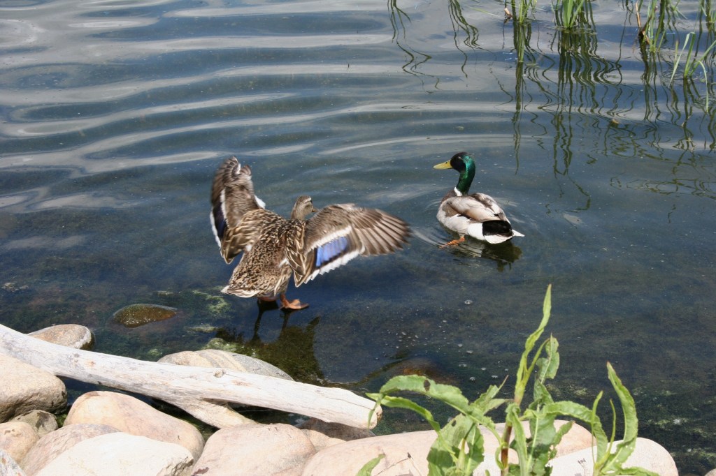 Ducks on Lake Agnes 3
